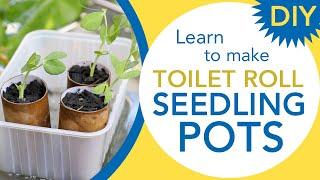 DIY Turn toilet rolls into seedling pots