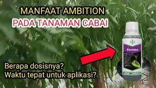 Manfaat Ambition untuk cabai  dosis ambition