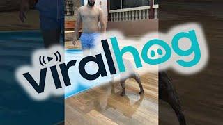 French Bulldog Zoomies Right Into Pool  ViralHog