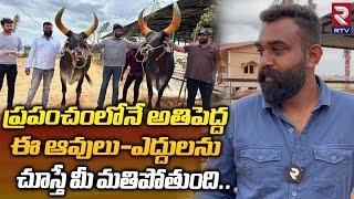 Biggest Cows And bulls The World In Anantapur  ప్రపంచంలోనే అతిపెద్ద  ఆవులు-ఎద్దులు  RTV