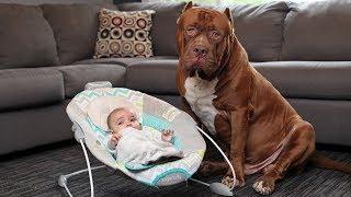 Amazing Dogs Meet Newborn Babies First Time  Dog Love Baby Video Compilation