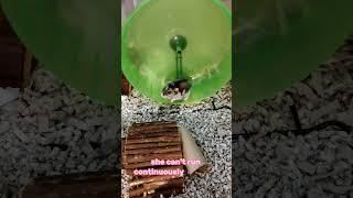 Mays Wheel Adventure #hamster #pets #cute