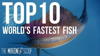 TOP 10 FASTEST FISH IN THE OCEAN