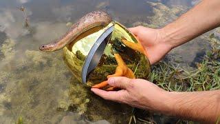 GOLDEN EGG Fish Trap Catches Slithery SNAKE **JAWS ATTACKS**