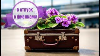 Отпуск с коллекцией сенполий. Как отдохнуть и не остаться у разбитого корыта?