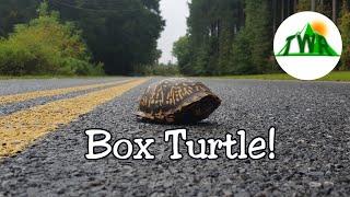 Box Turtles Everything You Need To Know