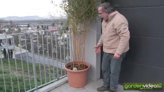 Bamboo -  Phyllostachys aureosulcata in a pot