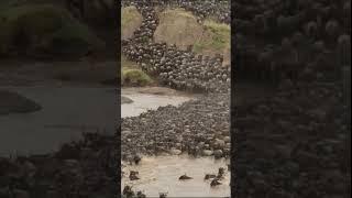 The Great Migration in Africa