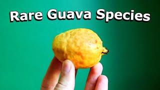 NARROW LEAF GUAVA Review Psidium striatulum - Weird Fruit Explorer