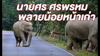 แนะนำน้องใหม่ พลาย ศรพรหม เจอกันบ่อย ไม่ดื้อ ไม่ซน #ช้างป่า #ช้างเขาใหญ่ #ช้างไทย