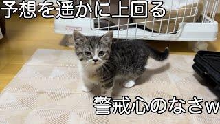 短足マンチカンの可愛すぎる子猫をお迎えしました•••