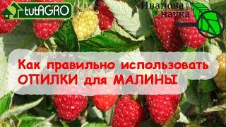 Не совершайте ЭТУ ОШИБКУ ОСЕНЬЮ и получите БОЛЬШОЙ УРОЖАЙ МАЛИНЫ Чем и когда замульчировать малину?