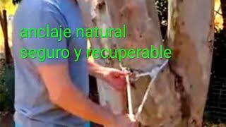 anclaje natural recuperable  retrievable natural anchor point  #knots _  Recreational Tree Climbing