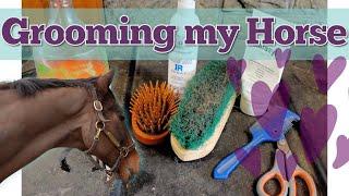 Grooming my Horse • Shedding Season & Mane Trimming  EQUESTRIAN VLOG