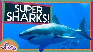 Super Sharks  Amazing Animals  SciShow Kids