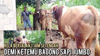 Sapi ini rela berjalan 1 jam setengah demi ketemu Bagong sapi jumbo