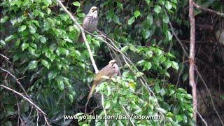 Bird Song STRAW-HEADED BULBULs melodious singing Singapore