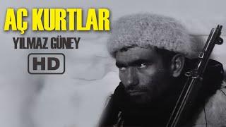 Aç Kurtlar Türk Filmi  FULL  YILMAZ GÜNEY