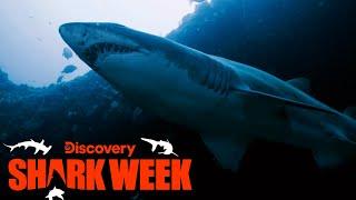 Forrest Galante Searches for Extinct Sharks in South Africa  Shark Week  Discovery