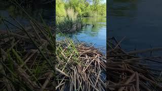 Весна на річці Південний Буг. #рибалка #fishing #клен #спінінг #nature #буг