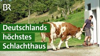 Tierschutz Stressfreie Schlachtung von Weidetieren auf dem Bergbauernhof  Unser Land  BR