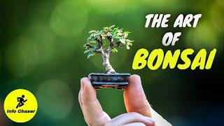 Bonsai trees for beginners  Bonsai tree making  How to make bonsai