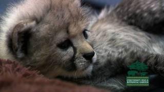 Cute Baby Cheetah Cub-Cincinnati Zoo