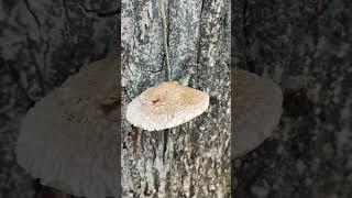 Чешуйчатка разрушающая.Pholiota populnea.