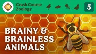 Brainy & Brainless Animals Crash Course Zoology #5