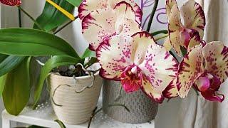 Домашние орхидеи. Цветение октября.