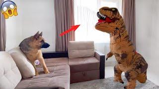 Animals Being Jerks When Your Funny Dog Gets Angry  Pets Island