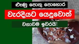 How to make onion peel fertilizer ළුෑණු පොතු කාබනික දියර පොහොර හා කෘමිනාශකය lunu pothu pohora