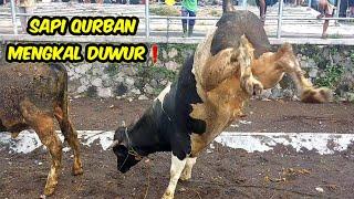 SAPI QURBAN TURUN TRUK️MENGKAL MANCAL SAMPAI SEPERTI INI