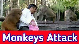Monkey Attack Man  monkey video  monkey fight