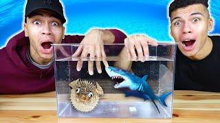 WAS IST IN DER BOX CHALLENGE - UNTERWASSER TIERE   Kelvin und Marvin