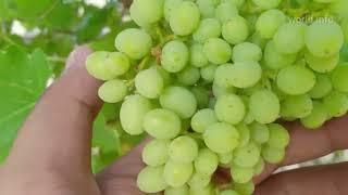 how to plant grapes at home stages of grapes growthgrapes fruit life cyclebest variety of grapes