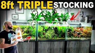 Finally Adding Fish TO ALL TANKS 8FT TRIPLE AQUARIUM COMPLETE