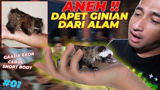 #EPS01 MUSANG KERDIL  BARU KALI INI DAPET MUSANG C3BOL