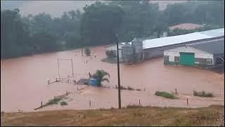 Enchentes no Paraná Aviários inundados milhares de animais mortos  Canal Rural