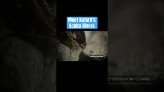 Meet Natures Scuba Divers  #DeepLook #Shorts