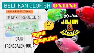 Beli ikan glofish di online shop kirim pake paket reguler sob  Review Jujur & Gratis