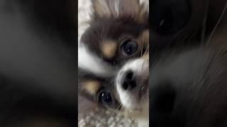 HOW PUPPIES MEET EACH OTHER #sweetiepiepets #puppy #chihuahuapuppies #puppies #puppiesmeet