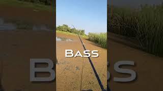 MAKE NO MISTAKES FOR SUCCESS in bass fishing….#shorts