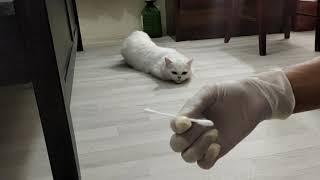How to Help my Female Cat in Heat.Cotton Bud