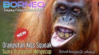 Orangutan Kiss SqueakSuara Orangutan Mengecup Apabila Merasa Terancam @orangutanhouseboattour6258