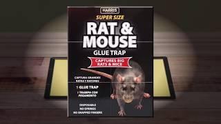 Giant Rat Glueboards Glue Traps   PF Harris