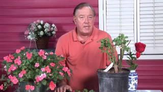 Growing Roses  When to Fertilize Roses