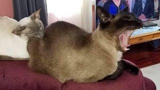  Funniest Cats and Dogs Videos    Hilarious Animal Compilation №399