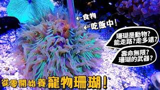 【從零開始養】寵物珊瑚珊瑚是動物?可以走路?壽命無限?珊瑚武器?海水魚?coral【許伯簡芝】