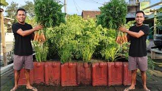 cara menanam wortel di musim hujan dari benih sampai panen  Plant carrots in the rainy season
